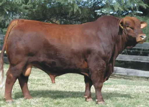 Ciruelo, Palermo Grand Champion Bull of the Brangus Colorado.