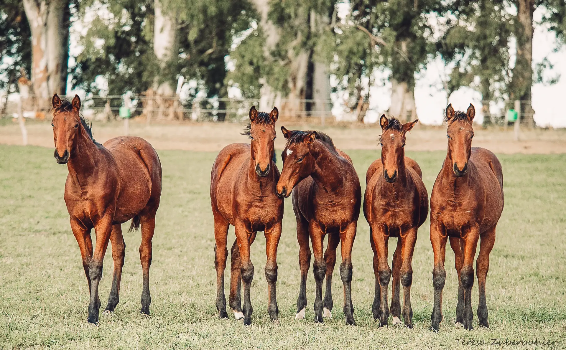 Preserving-Equine Genetic