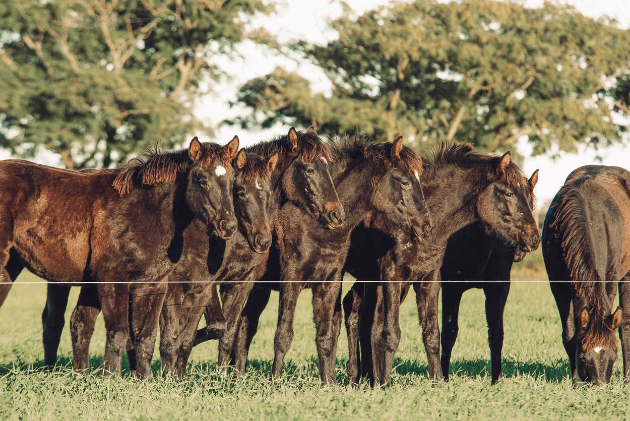 Hannah Montana, the first Argentine Polo horse in the country.