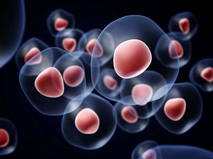 Stem Cell Generation and Cryopreservation